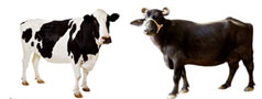 Dairy Farming