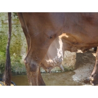 Package of Practices for Mastitis Control and Clean Milk Production