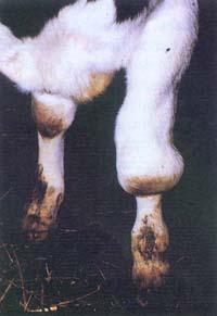 Brucellosis Contagious Abortion from Dairy Farm Guide