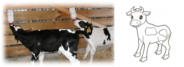 Calf Management