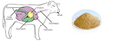 Animal Nutrition And Feeding