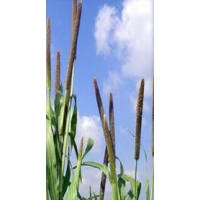 Bajra or Pearl Millet Pennisetum Typhoides 