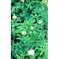 Berseem Trifolium Alexandrinum L 