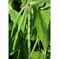 Cowpea Vigna Unigiculata 