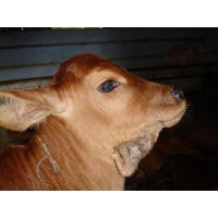Feeding and Management of Dairy Calves for Higher Growth and Improved Health