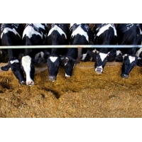 Feeding Management of High Producing Dairy Cows and Buffaloes