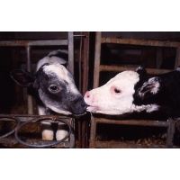 Inter Sucking and Cross Sucking Behavior in Calves