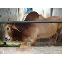 Management of Bull and Planning of Germplasm Centre