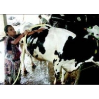 Ramilaben s dairy farm Gujarat woman milking millions in dairy den