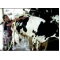 Ramilaben s dairy farm Gujarat woman milking millions in dairy den