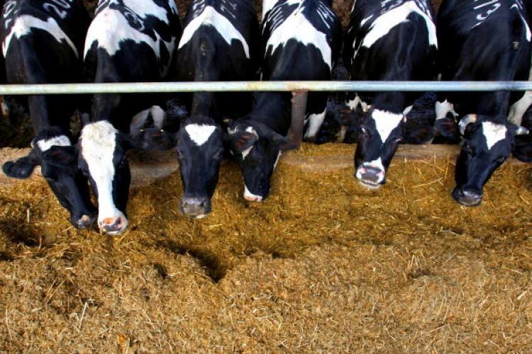 Feeding Management Of High Producing Dairy Cows And Buffaloes From