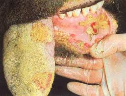 FMD Disease