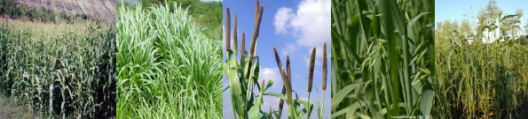 Silage Crops