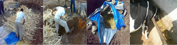 Silage Making